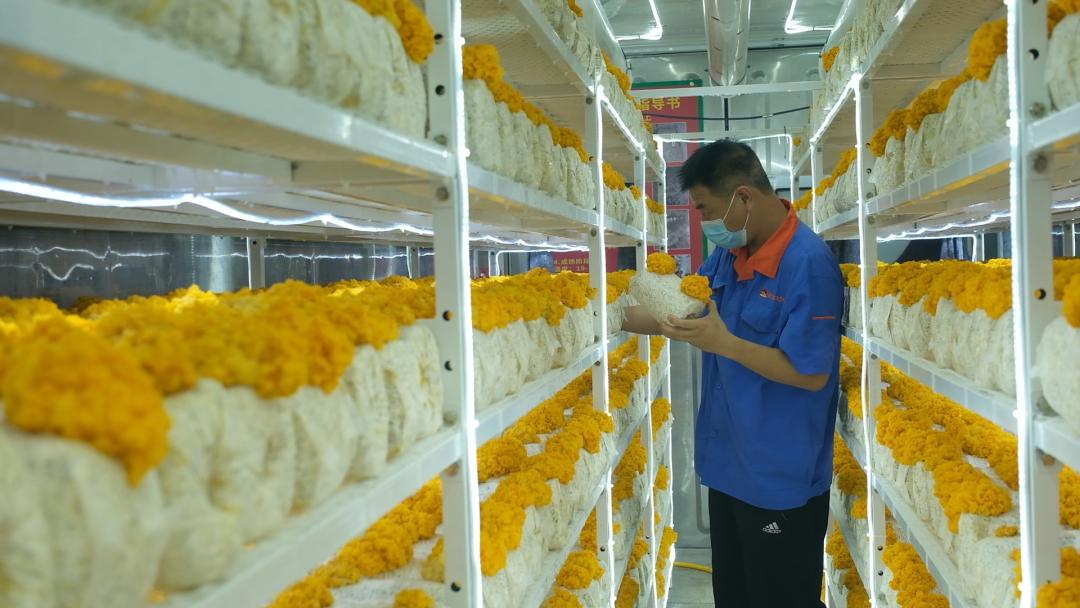 ɽ|fS𡱮a(chn)I(y)ġƼ(wn)a(chn)